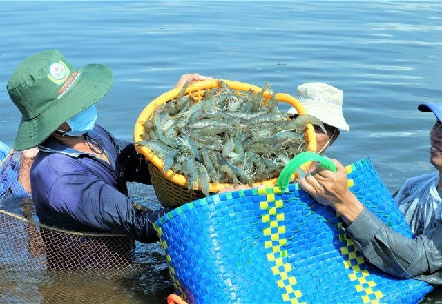  Trung Quốc tăng nhập khẩu thủy sản Việt Nam gấp 4 lần
