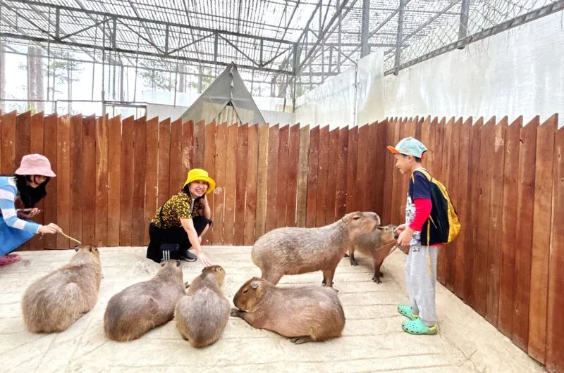  Trở thành “chiến thần ngoại giao” như Capybara