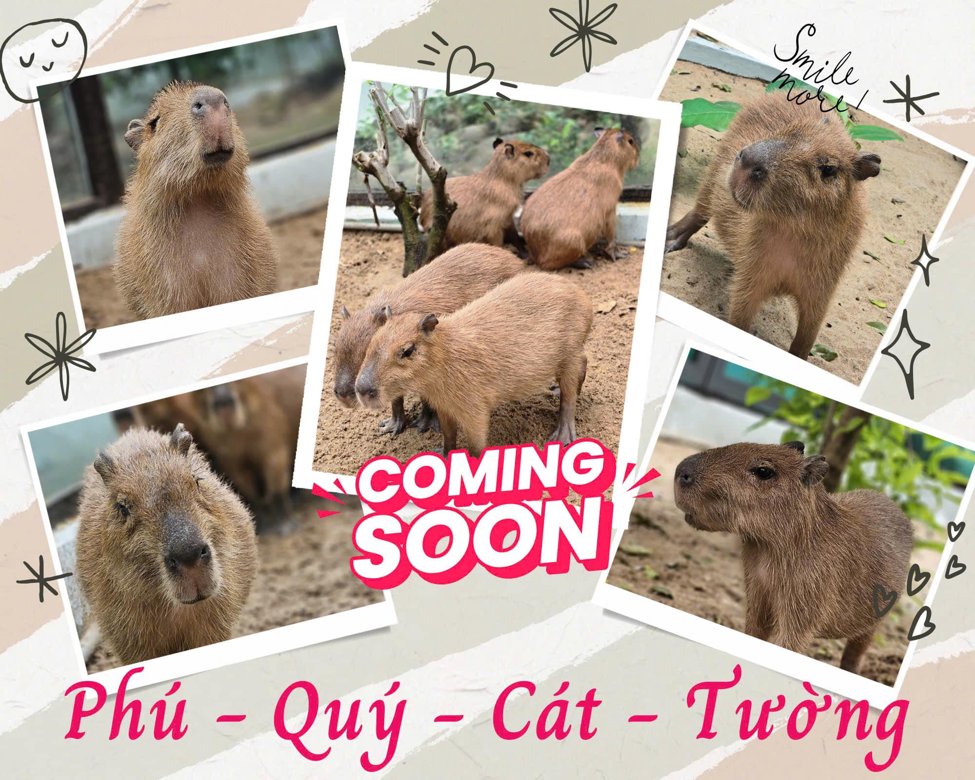 Capybara sức hút đến từ sự thân thiện.