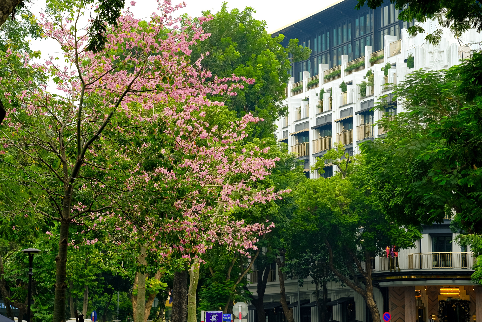 Loài hoa này toả ra mùi hương ngây ngất.