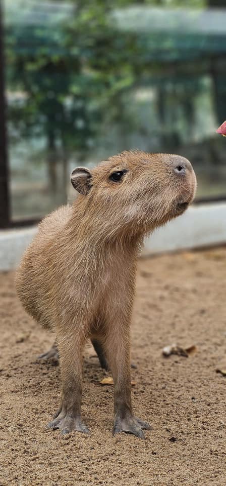 Hình ảnh capybara tại Thảo Cầm Viên liên tục xuất hiện trên mạng xã hội, thu hút hàng nghìn lượt yêu thích và bình luận