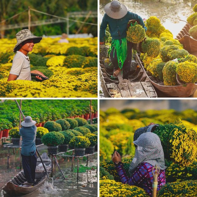  Làng hoa Sa Đéc rực rỡ đón xuân