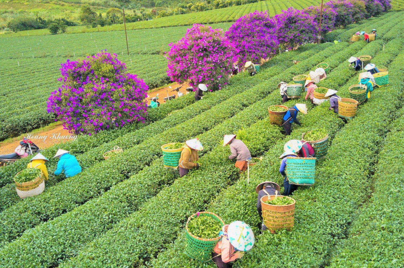 Một không gian tím mộng mơ giữa những luống chè xanh mướt. 