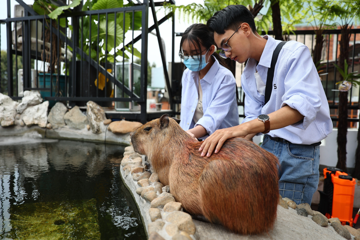  Quán cà phê cùng capybara, địa điểm thu hút giới trẻ Sài Gòn