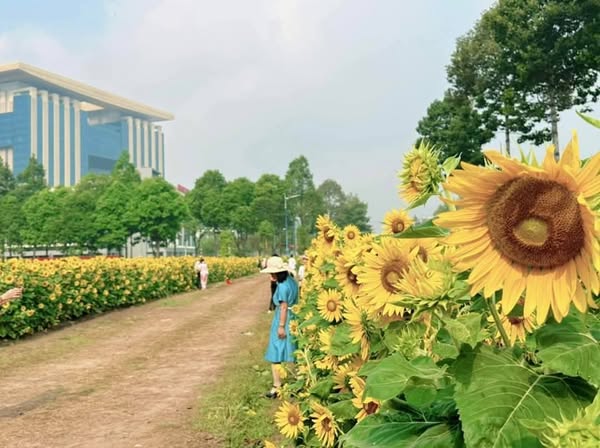 Vườn hoa hoàn toàn mở cửa miễn phí, mang lại cơ hội cho tất cả mọi người được tận hưởng không khí Tết trong một không gian xanh mát