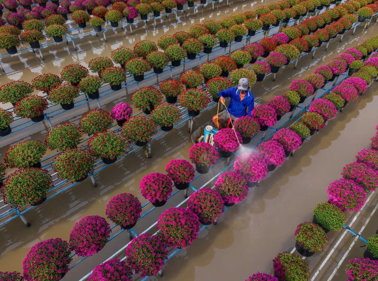 Không chỉ mang lại giá trị kinh tế, hoa Tết miền Tây còn góp phần làm đẹp thêm hình ảnh vùng đất này trong mắt du khách.