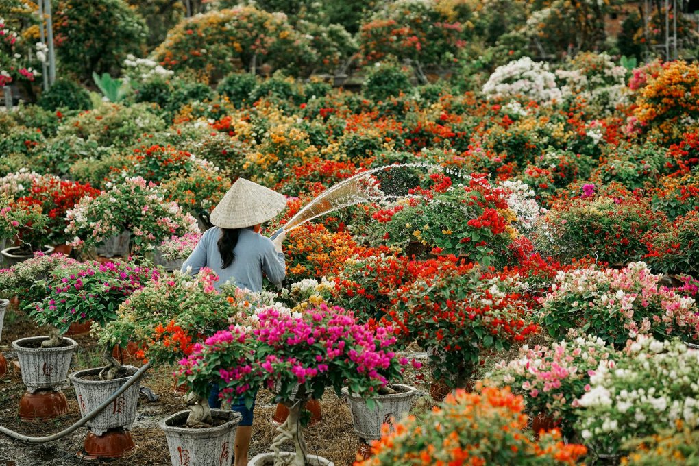 Vụ hoa Tết rực rỡ từ miền Tây. (Nguồn ảnh: internet)