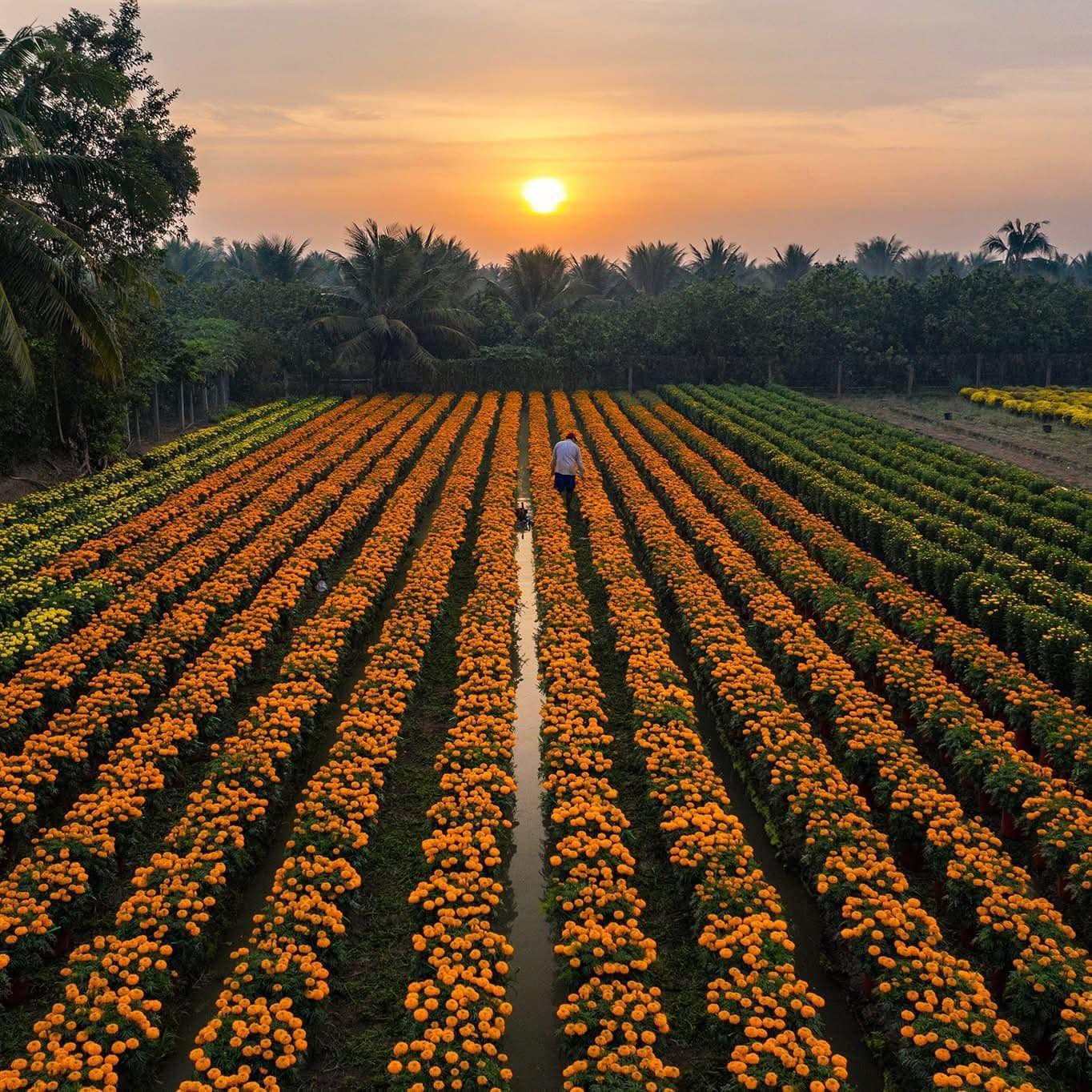 Hoa Tết không chỉ là biểu tượng của mùa xuân mà còn là nét đẹp văn hóa độc đáo.