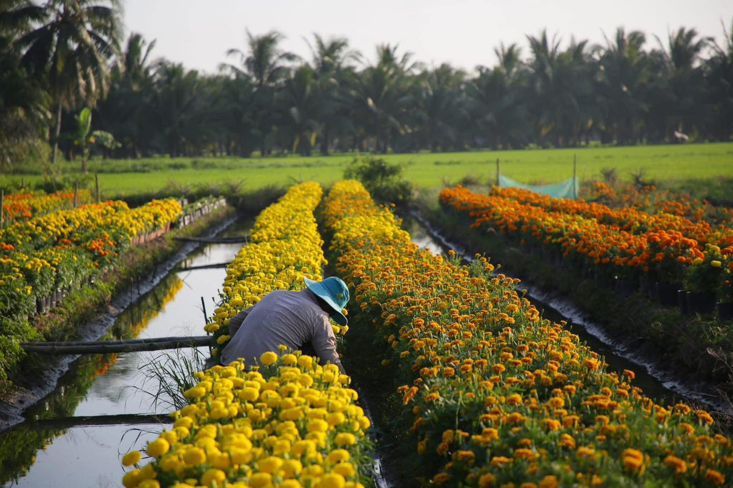 Điều đặc biệt là hầu hết hoa Tết miền Tây được thương lái "đặt cọc" từ sớm. (Nguồn ảnh: internet)