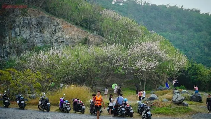 TP Vũng Tàu lại trở thành điểm đến yêu thích của du khách bởi sắc hoa đỗ mai ngập tràn khắp các con đường, ngọn đồi.