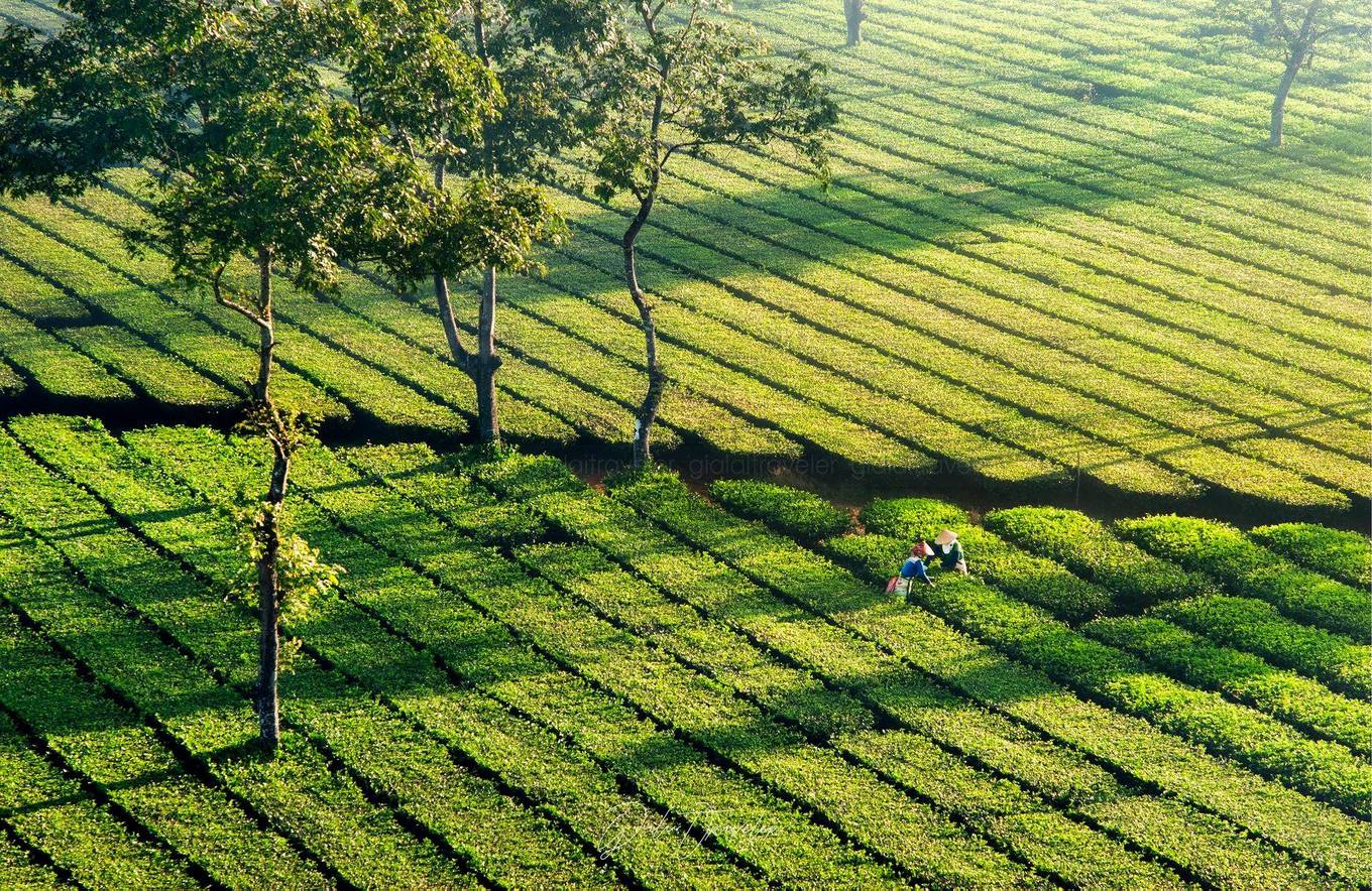  Mê mẩn vẻ đẹp ngút ngàn, thơ mộng của Biển Hồ Chè