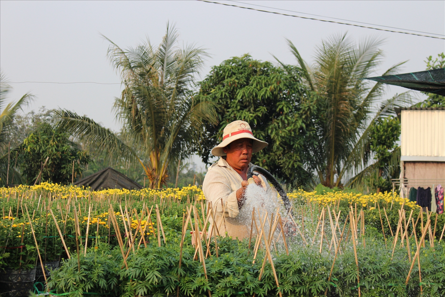  Người trồng hoa Tết lo lắng thời tiết xấu và chi phí trồng hoa tăng cao