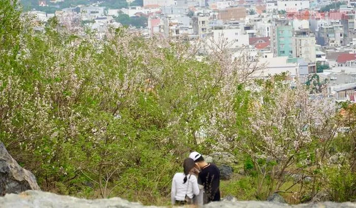  “Đến hẹn lại lên” mùa hoa đỗ mai Vũng Tàu khoe sắc hồng