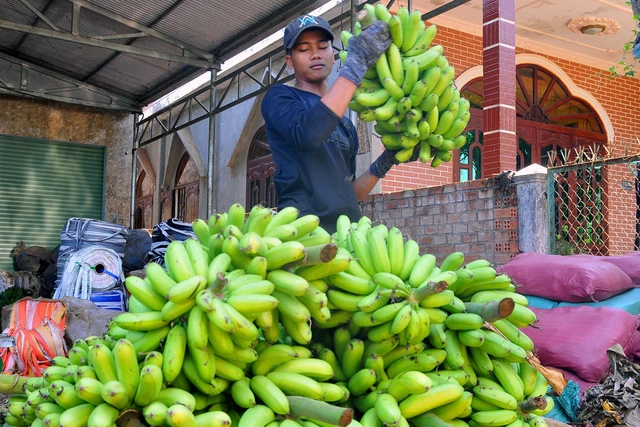 Chuối xanh là biểu tượng không thể thiếu trong mâm ngũ quả.