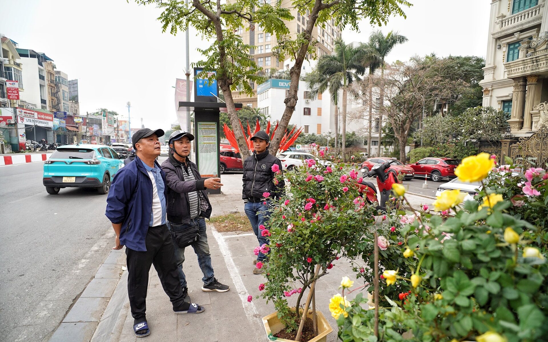 Ngoài ra, hoa hồng cổ và bưởi cảnh cũng là lựa chọn phổ biến trong những năm gần đây. 