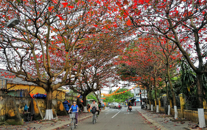  Phố phường Hà Nội rực sắc lá bàng đỏ trong những ngày đầu năm