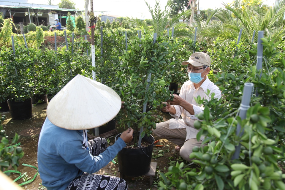 Dù chi phí tăng cao, các nhà vườn vẫn cố gắng giữ giá bán ổn định để không mất khách. 