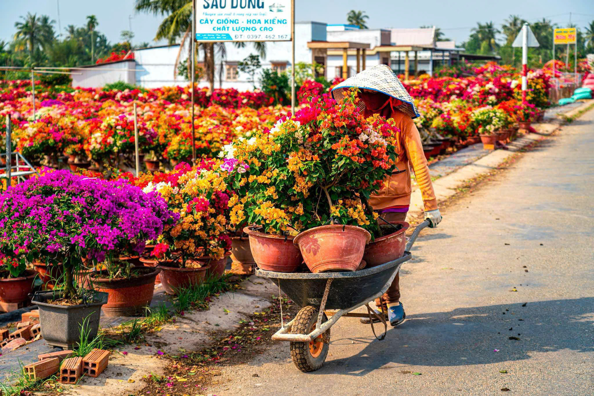 Những ngày này, các chợ hoa Tết TP.HCM ngập tràn sắc hoa miền Tây. 