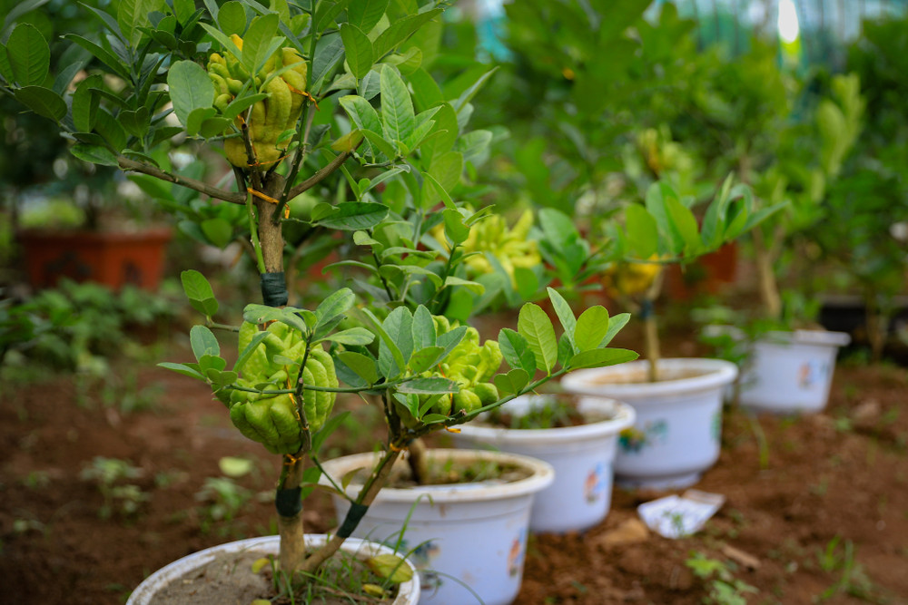 Nguồn cung hạn chế khiến phật thủ bonsai khan hiếm.