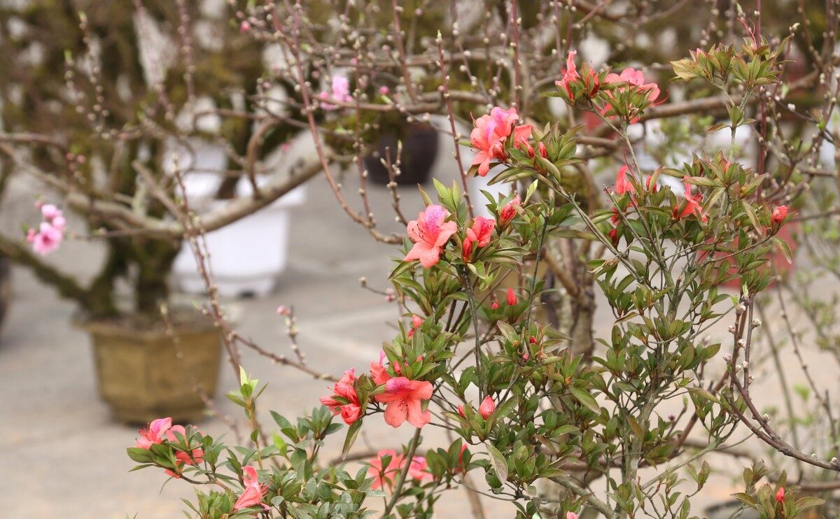 Lọai hoa này dễ dàng kết hợp với nhiều không gian trang trí.