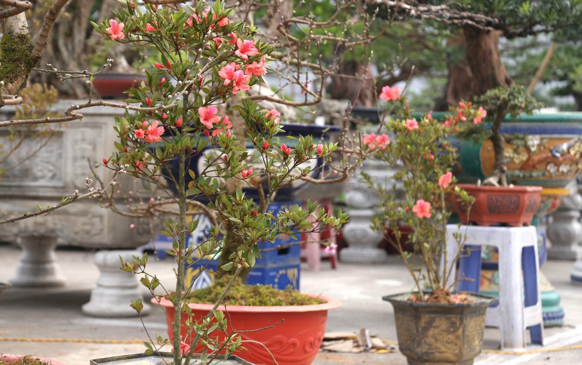 Hoa mộc lan và đỗ quyên đang chiếm lĩnh thị trường hoa Tết 2025, trở thành lựa chọn yêu thích của nhiều gia đình.