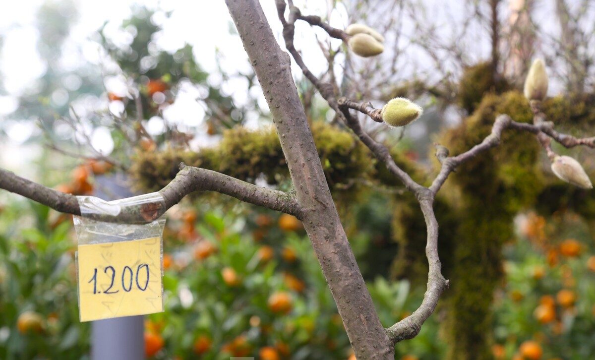 Hoa mộc lan biểu tượng của tài lộc và sự thịnh vượng.