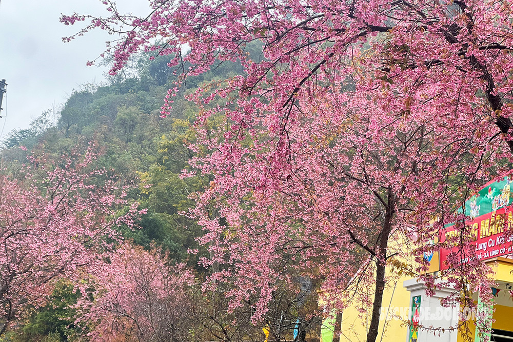 Hoa đào rừng lộng lẫy giữa núi đồi Lùng Cúng.