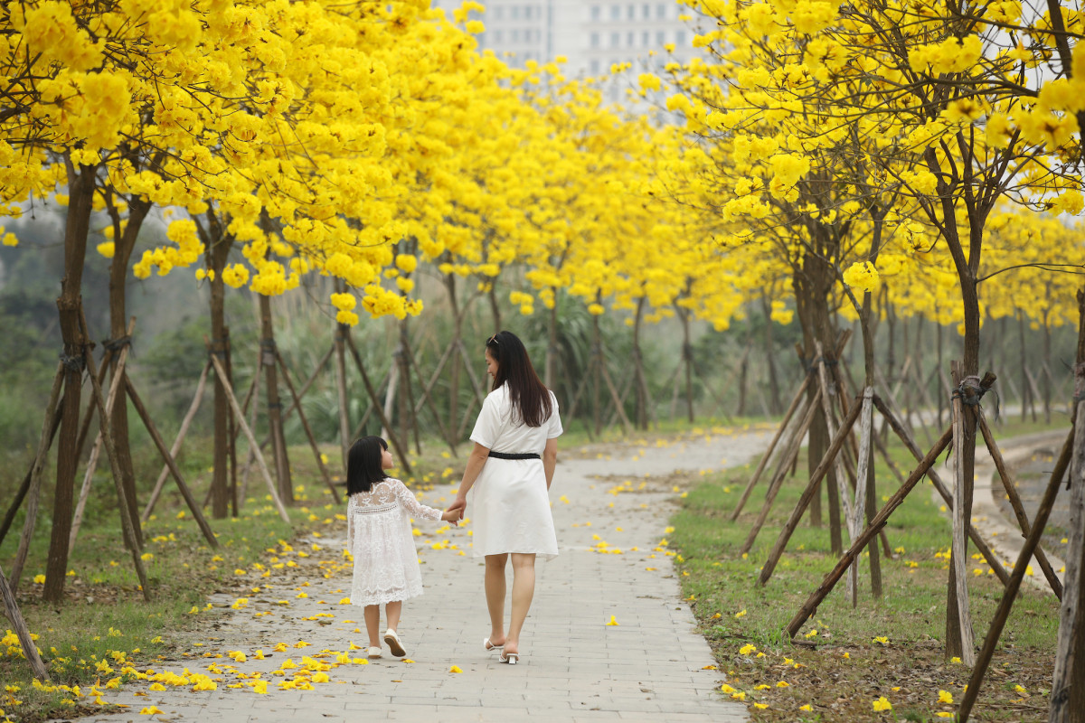  Đi dưới hàng cây vào thời điểm này, người ta có cảm giác như đang lạc bước vào một con đường ở Nhật Bản hay Hàn Quốc,