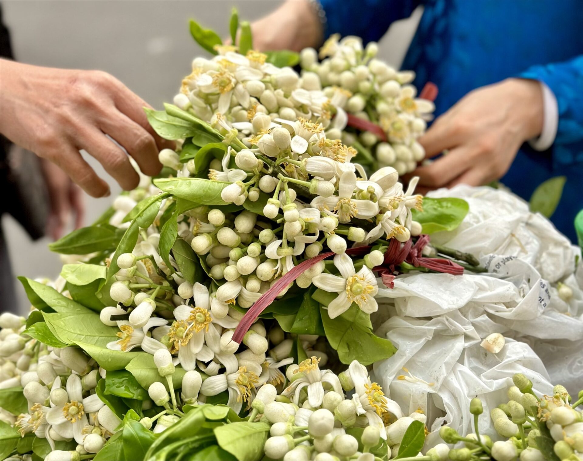  Hoa bưởi đầu mùa xuống phố, giá 500.000đ/kg vẫn “cháy hàng”