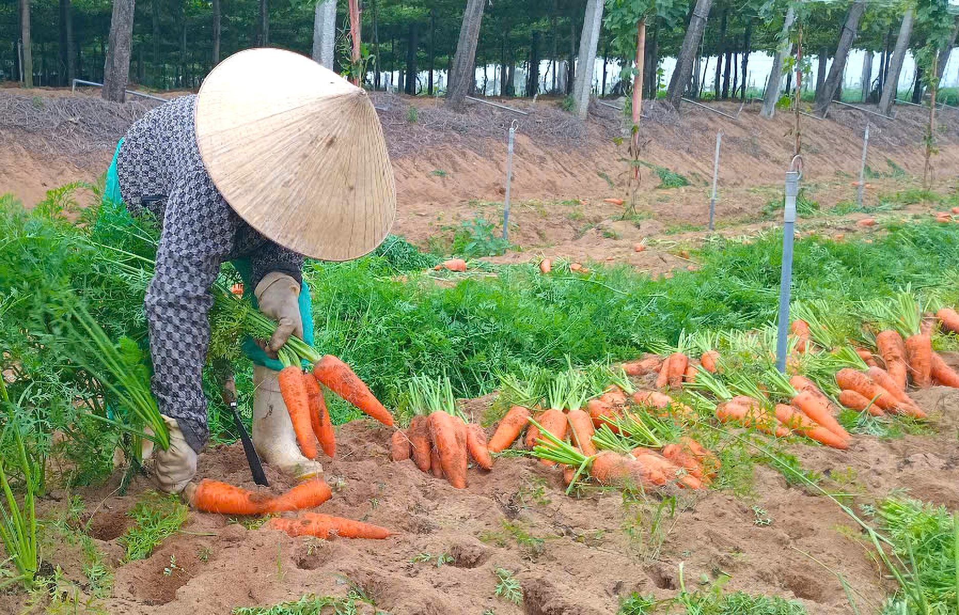 Không tìm được đầu ra, người dân buộc phải nhổ bỏ.