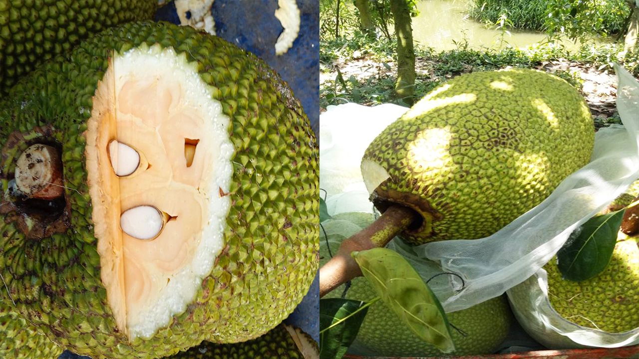 Mít Thái đang dần thay thế các loại mít truyền thống và trở thành lựa chọn hàng đầu của người tiêu dùng