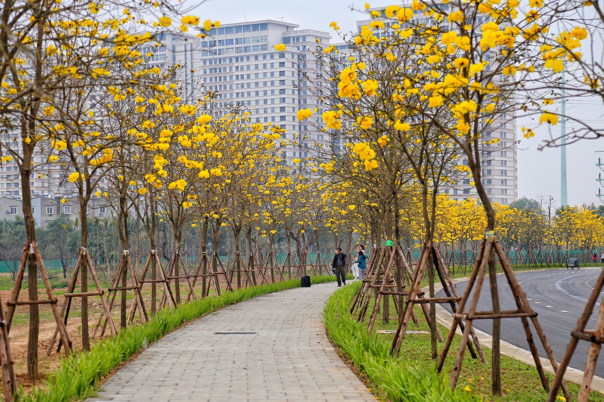  Vẻ đẹp rực rỡ của hoa phong linh giữa mùa xuân Hà Nội