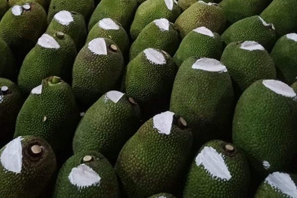 Bí ẩn lớp bột trắng trên quả mít Thái, nên được hiểu đúng để an tâm hơn.