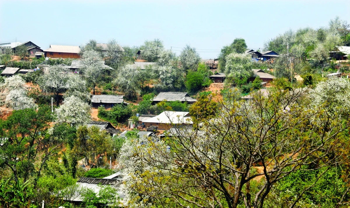  Những ngôi nhà gỗ đơn sơ của đồng bào Mông thấp thoáng dưới tán hoa trắng, tạo nên một khung cảnh yên bình và ấn tượng.