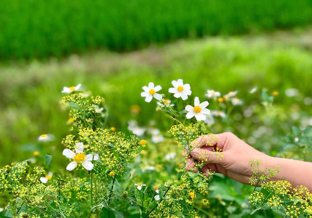  Những mùa hoa dại trong tôi