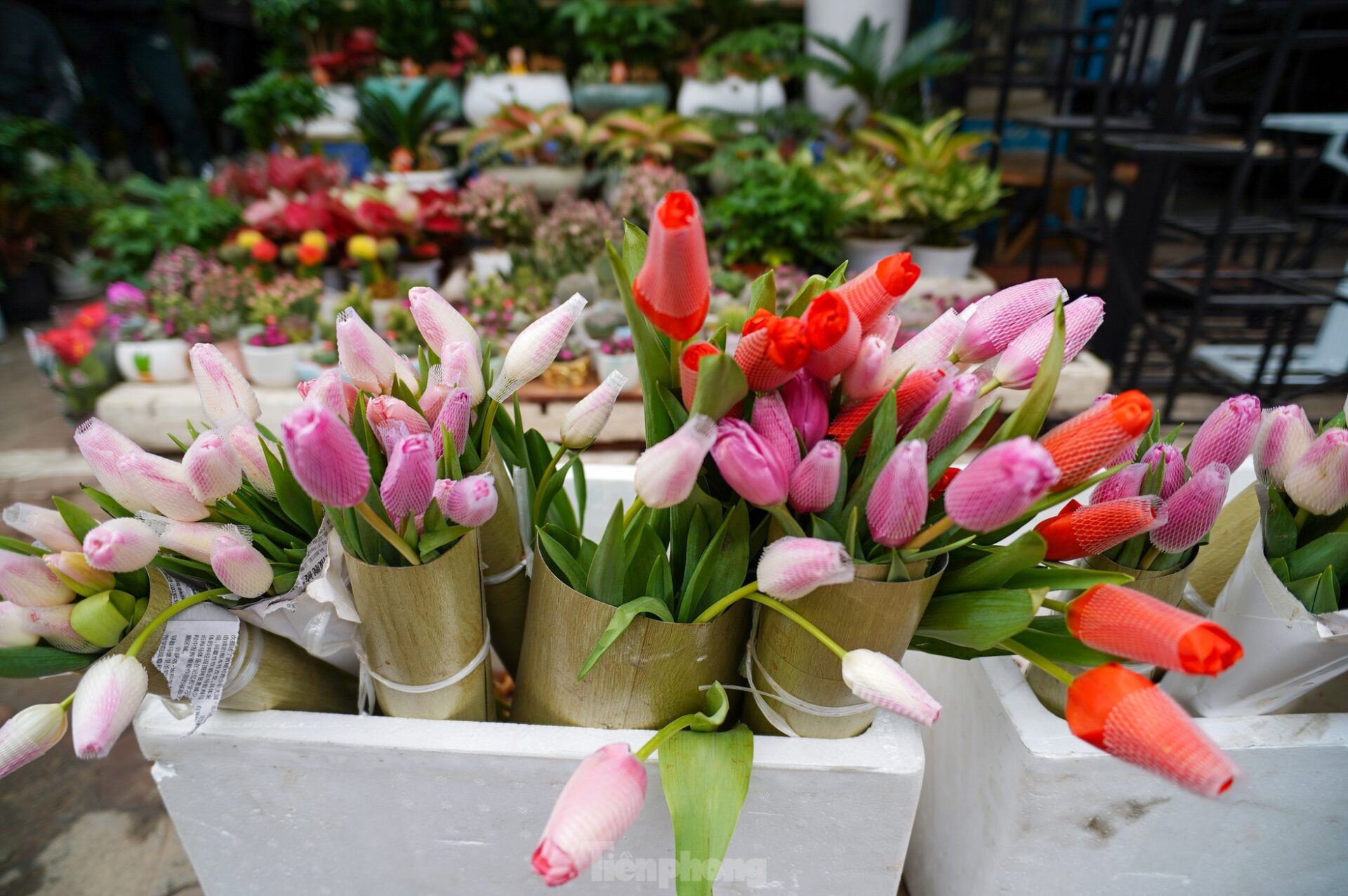  Giới trẻ mê mẩn hoa tulip, tiểu thương thu lợi hàng chục triệu mỗi ngày