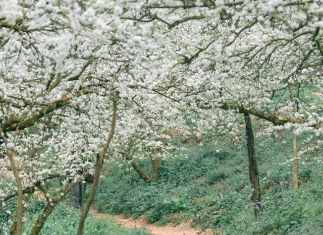  Mộc Châu mùa hoa mận: Sắc trắng tinh khôi phủ kín núi đồi