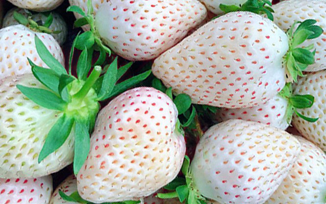 Sự xuất hiện của dâu tây Bạch Tuyết giá rẻ trên thị trường mở ra nhiều lựa chọn hơn cho người tiêu dùng.