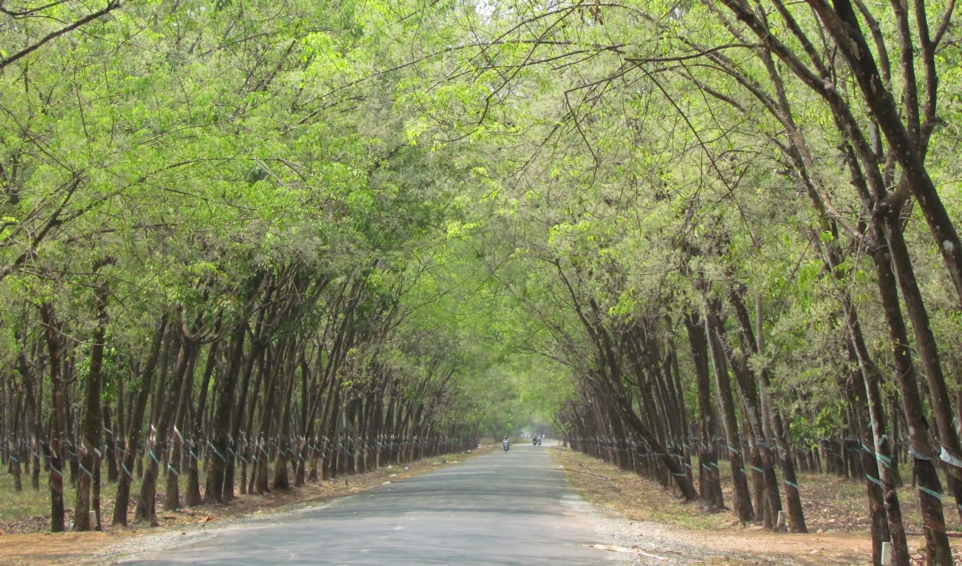 Góc thiên nhiên bình yên giữa Tây Ninh.