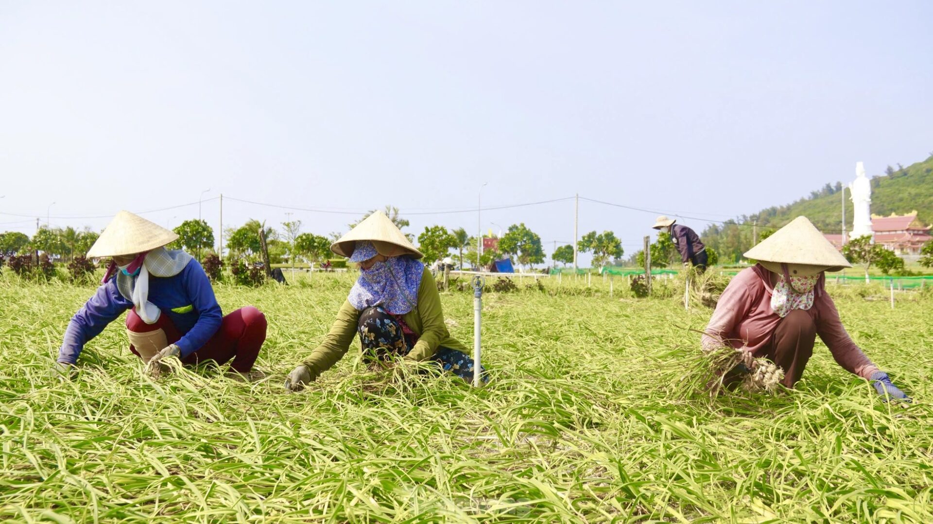 Hiếm không phải do giống, mà do thiên nhiên quyết định.