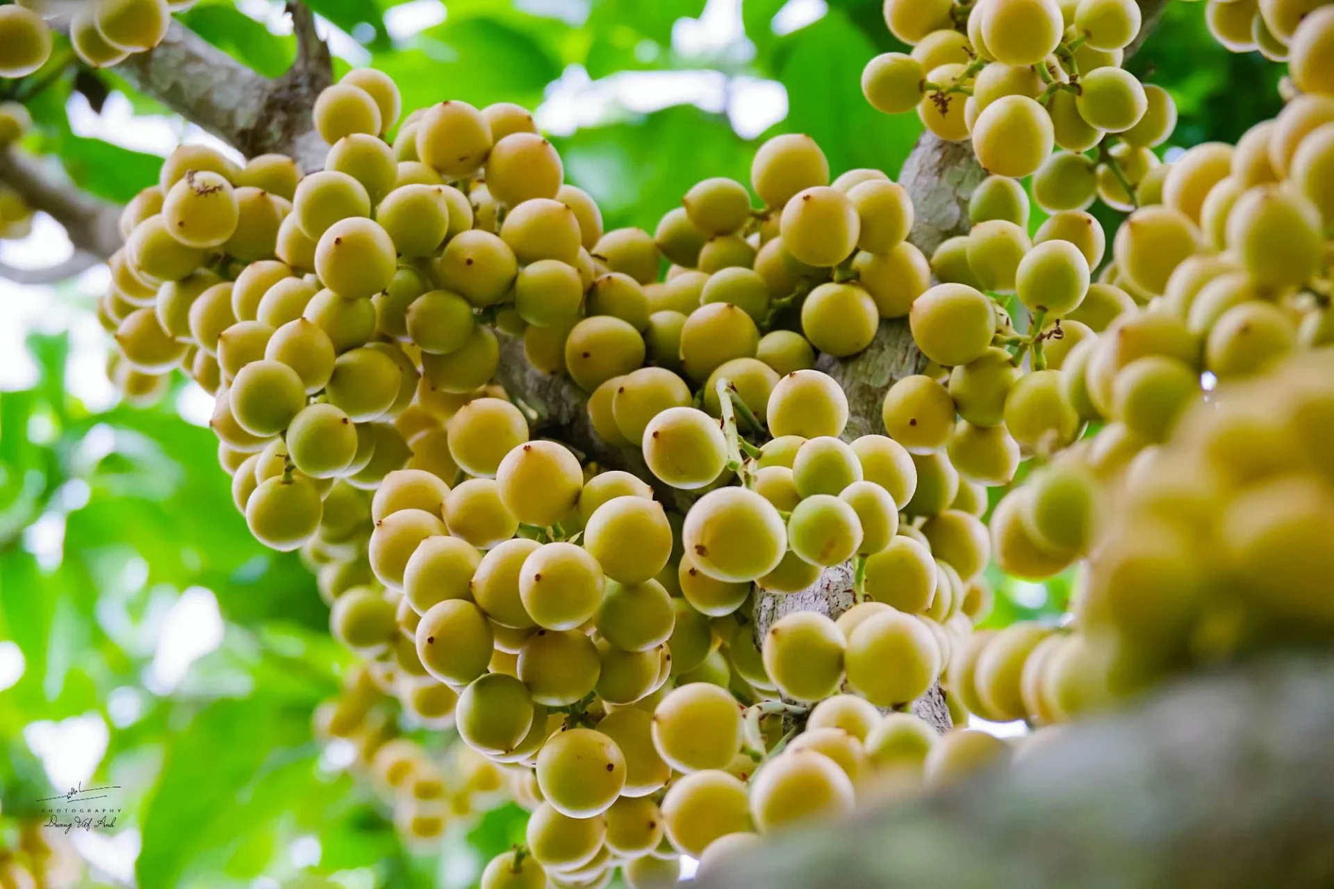 Dâu da xanh truyền thống là “hương vị tuổi thơ” của biết bao thế hệ