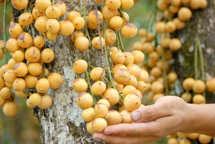 những cây dâu lâu năm trên núi có thể cho thu hoạch tới hàng trăm ký một mùa