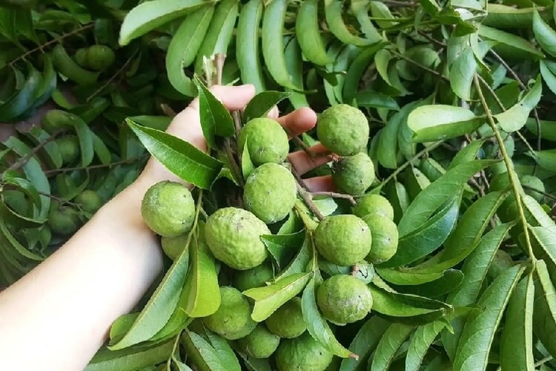 Từ chua buốt đầu lưỡi đến vị ngon gây thương nhớ.