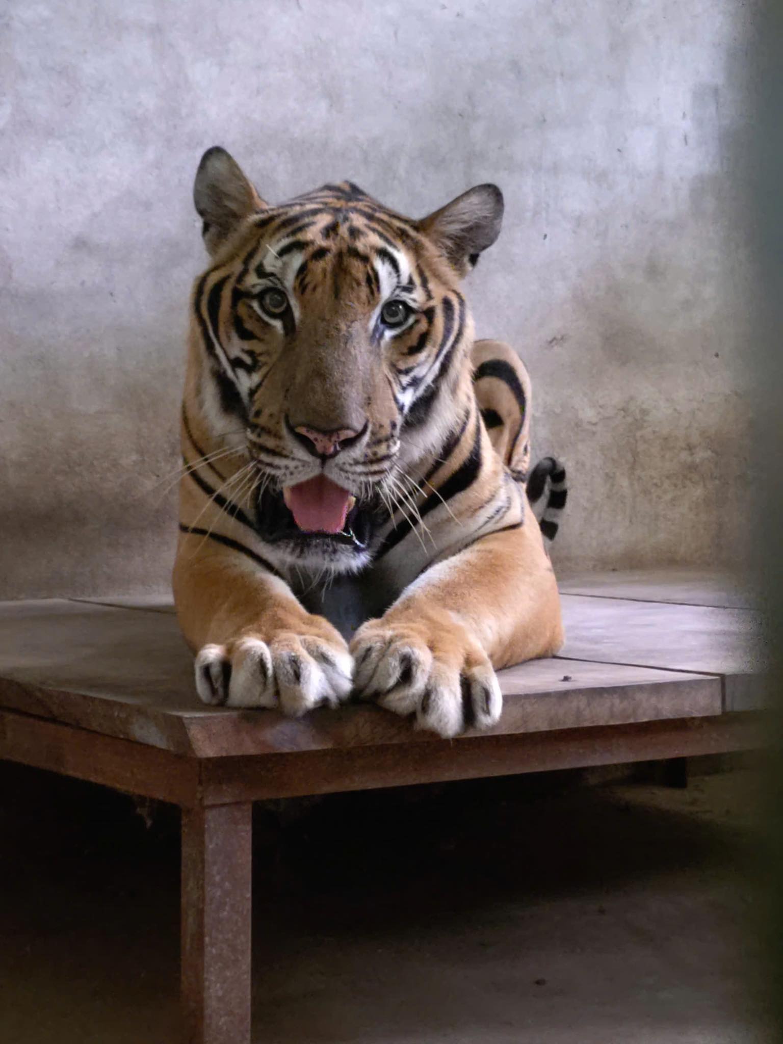 Với tuổi đời gần 20 năm, tương đương 90 tuổi người, Tây được xem là một trong những “lão tướng” kỳ cựu của Thảo Cầm Viên.