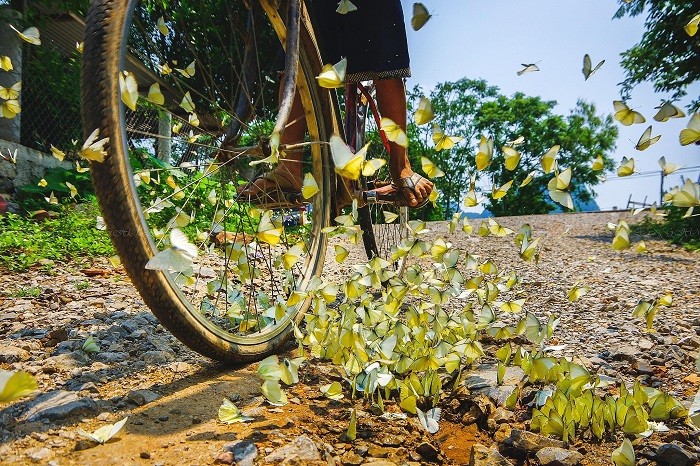 Hàng triệu cánh bướm trắng tinh khôi bay rợp trời. 