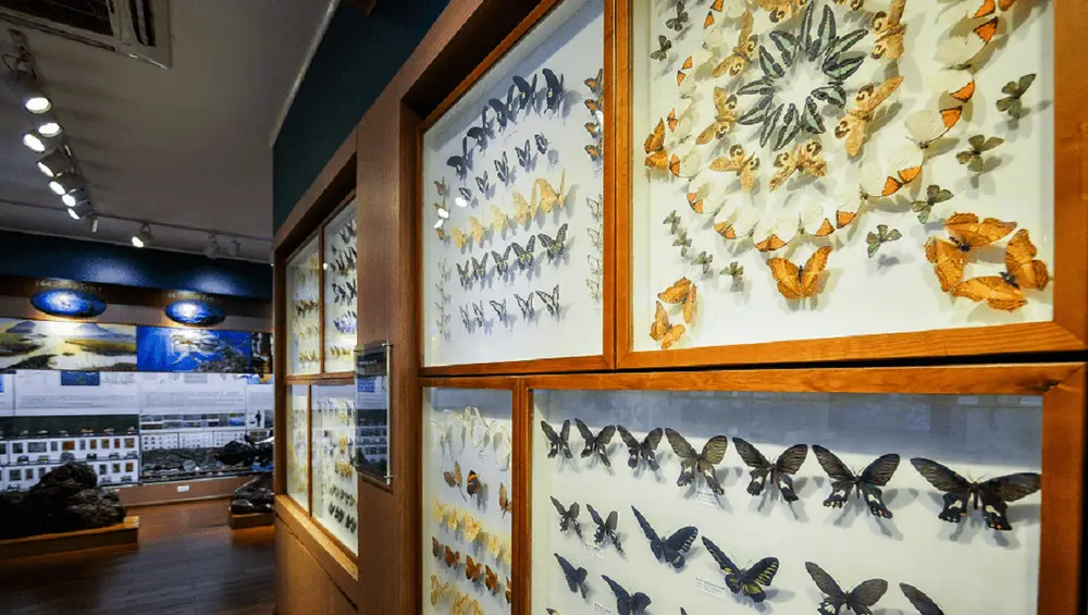 Khu vực tiêu bản bướm nổi bật với hàng trăm cánh bướm nhiều màu sắc