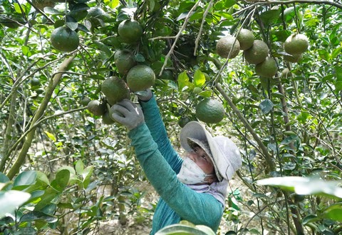  cam sành đang vào chính vụ nên lượng cung ra thị trường lớn
