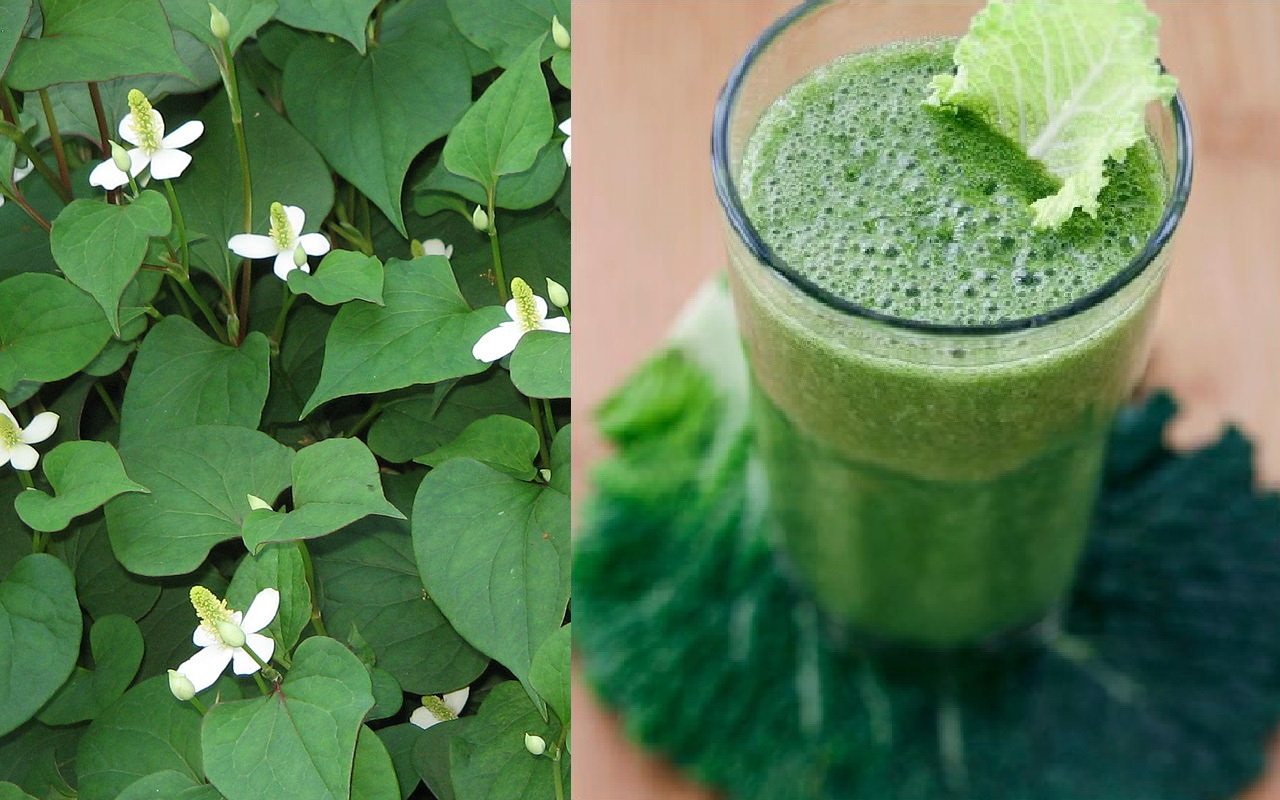 Thứ nước có màu xanh rêu này lại được ví như “thuốc quý”.