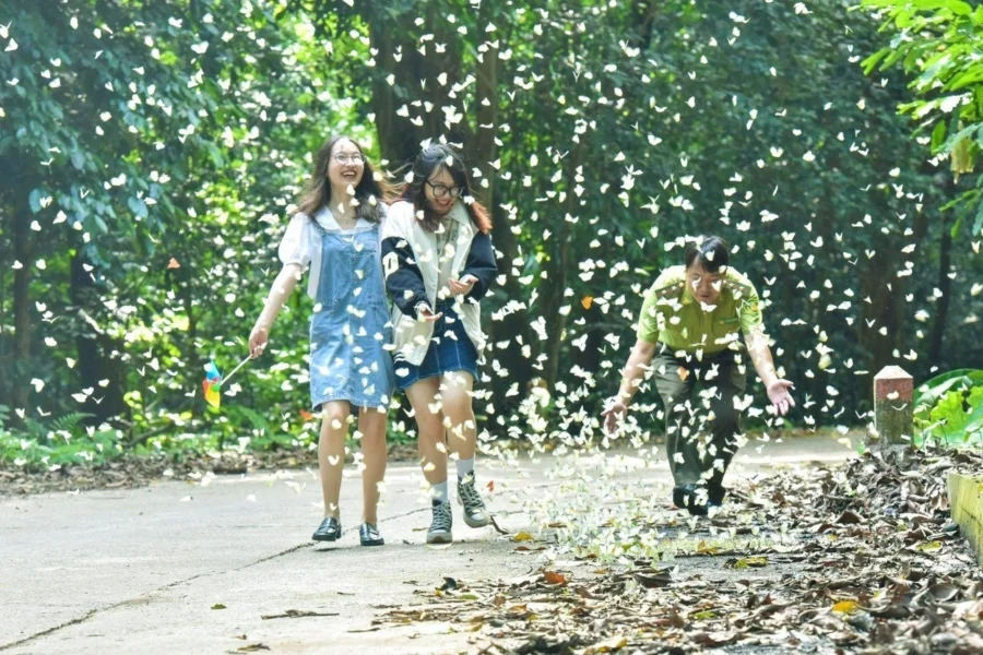  Thời điểm cuối tháng 4 đến đầu tháng 5 hằng năm chính là lúc Cúc Phương đón “mùa bướm”