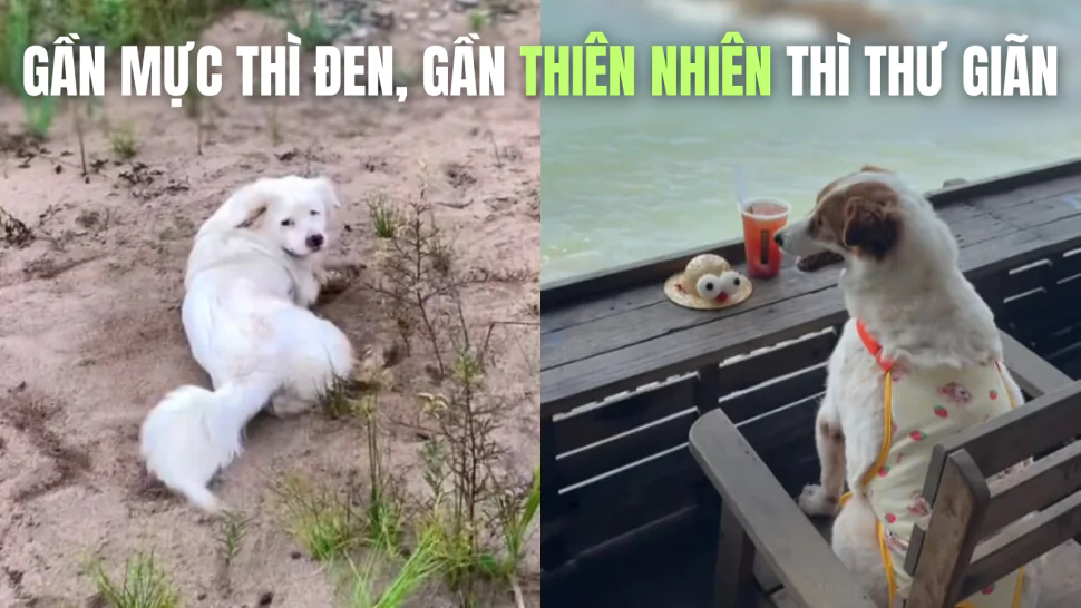 Trend không hề “vô nghĩa” như tưởng tượng.